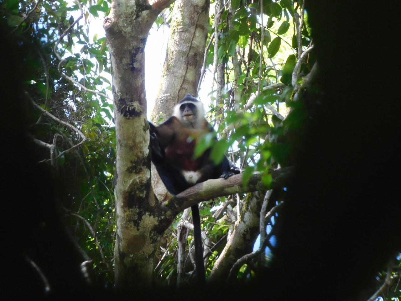 Primata Endemik Mentawai di Pulau Sipora Terancam Kehilangan Habitat